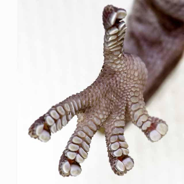 Zoom en las almohadillas adhesivas de los geckos