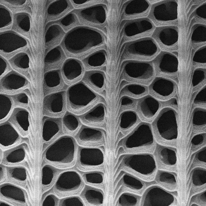 Close-up of the butterfly wings (Radwanul Hasan Siddique, KIT/Caltech)