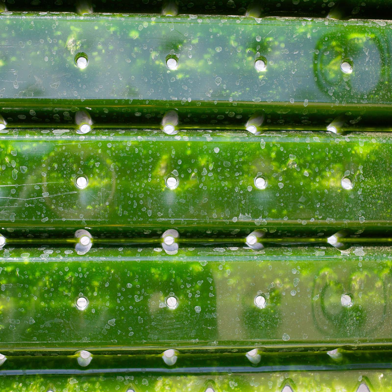 Green biotechnology: microalgae