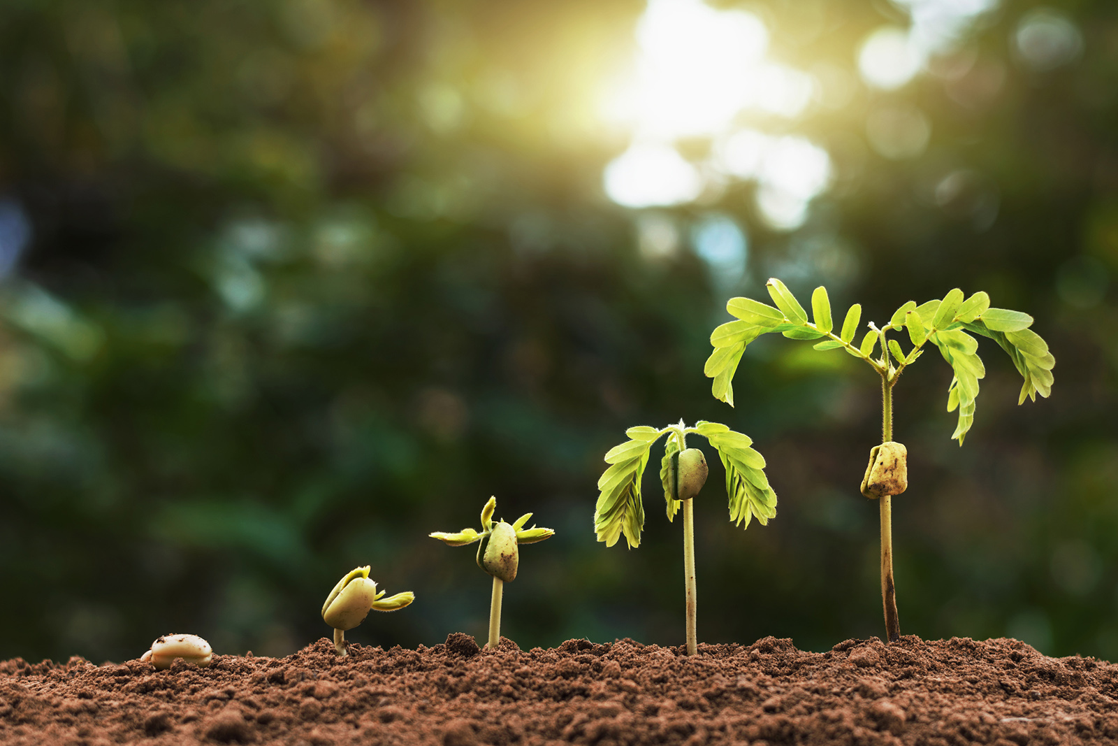 A Building Material That Grows Like Plants