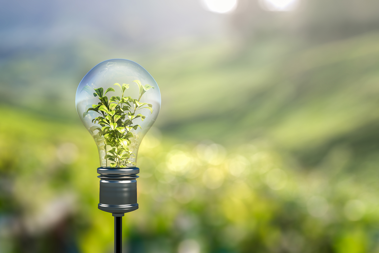 True Green Power: Electricity Generated from Living Plants