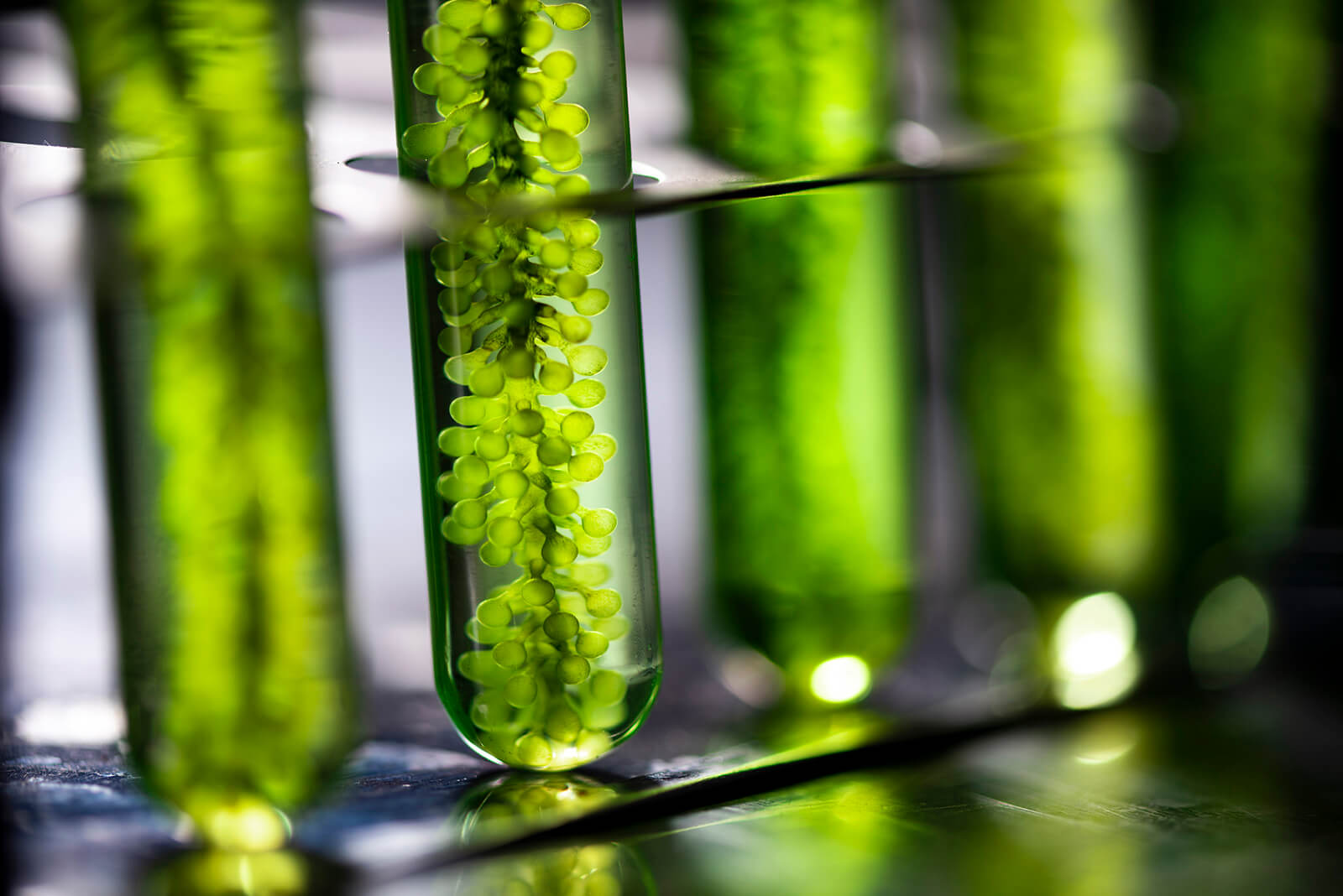4 Biological Scientific Breakthroughs for a More Sustainable World
