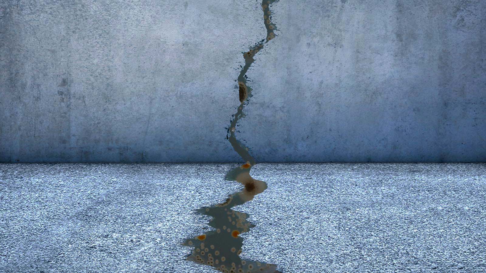 Arquitectura fungi y el fascinante mundo de los hongos | Architectural  Digest, image size:1600x900