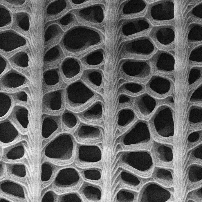 Detalle de las alas de la mariposa (Radwanul Hasan Siddique, KIT/Caltech)