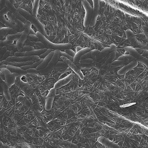 Nanocellulose secretinhg bacteria