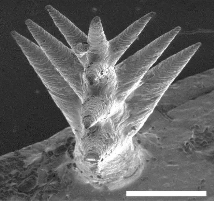 Biomimética en cactus: nanoestructura