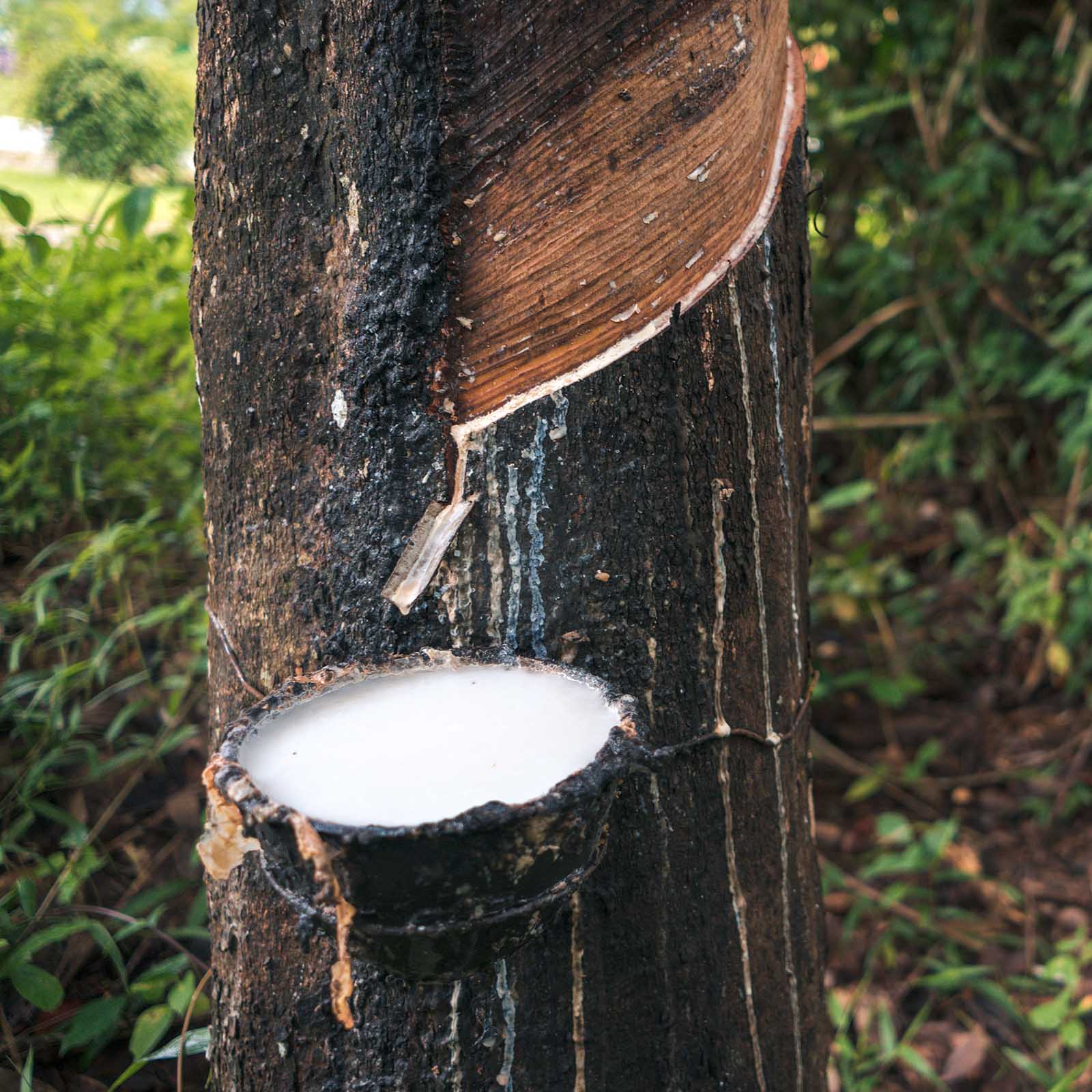 Elastómeros naturales: el caucho